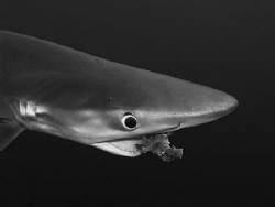 Hungry blue shark! by Pieter Firlefyn 
